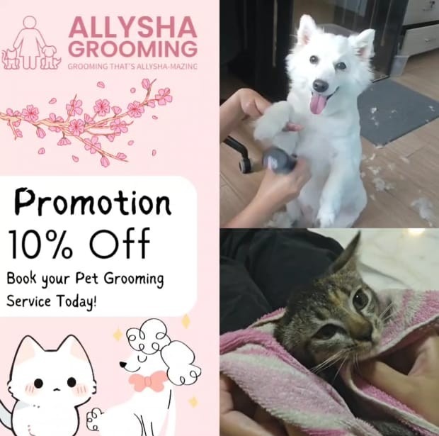 Dog grooming For Sale Buy 500+ Dog grooming online Carousell