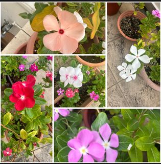 (Category: ) located in . Submitted by shivsai11 (Listing ID 1397884760, Image 1). Description: .