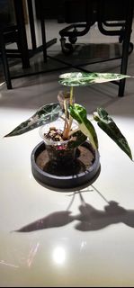 (Category: ) located in . Submitted by nanashanz (Listing ID 1398102309, Image 1). Description: .
