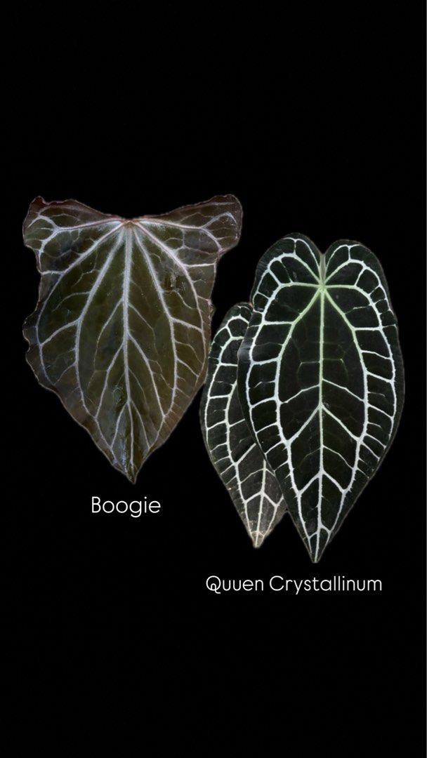 anthurium andreanum kaufen Black Anthurium