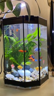 (Category: ) located in . Submitted by fffpetal (Listing ID 1398291164, Image 1). Description: .