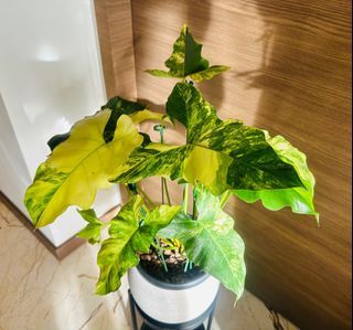 (Category: ) located in . Submitted by 13erwin (Listing ID 1398263866, Image 1). Description: .