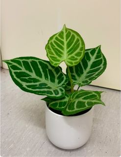 （分類：）位於 。 由 miss_bbccdd 提交（商品編號 1398393635，圖片 1）。簡介： 。