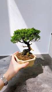 （分類：）位於 。 由 sweetiewinky 提交（商品編號 1398379795，圖片 1）。簡介： 。