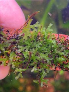 (Category: ) located in . Submitted by hessaquatics (Listing ID 1398370839, Image 1). Description: .
