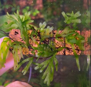 (Category: ) located in . Submitted by hessaquatics (Listing ID 1398367991, Image 1). Description: .