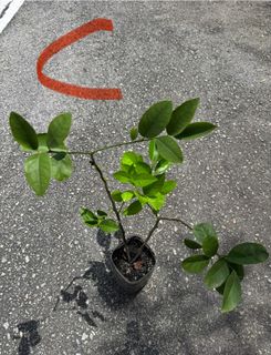 (Category: ) located in . Submitted by active_gardening (Listing ID 1398363964, Image 1). Description: .