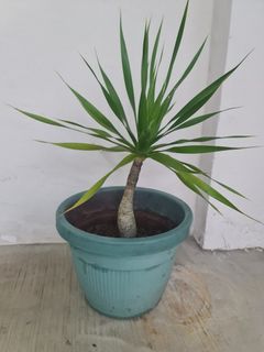 (Category: ) located in . Submitted by no_trade_sell_only (Listing ID 1380444085, Image 1). Description: .