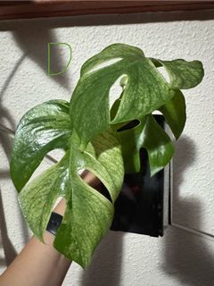 (Category: ) located in . Submitted by fireflyfly (Listing ID 1398488873, Image 1). Description: .