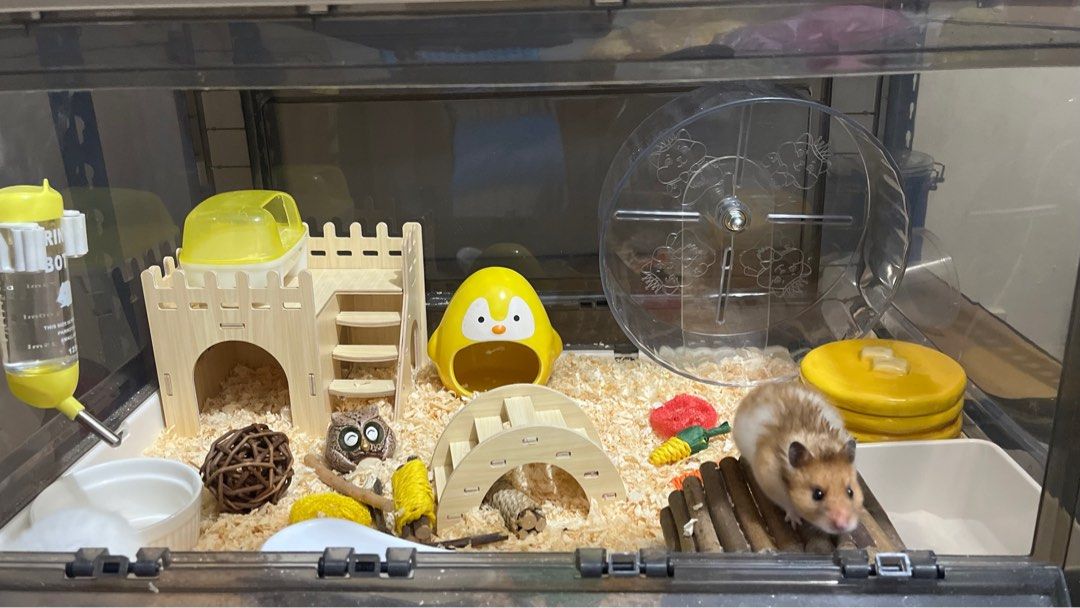 Oven Type Hamster Bin Cage (Category: Homes & Other Pet Accessories) located in Taguig. Submitted by hedgecrafter (Listing ID 1398638815, Image 3). Description: Oven Type Bin Cage Large - 115 liters 67x46x38cm - galvanized steel mesh top di nag rurust - brand new - location: Taguig or Dasma - 1100 cage only.