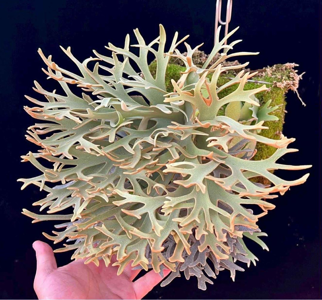 【ラーテル】P. wilinckii cv. Antler Crown P. Willinckii cv.Antler Crown (spore[52] 【公式通販】