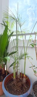 (Category: ) located in . Submitted by geylang_east380132 (Listing ID 1398803569, Image 1). Description: .