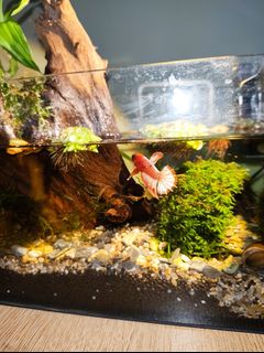 (Category: ) located in . Submitted by amirulhasanlah (Listing ID 1398813602, Image 1). Description: .