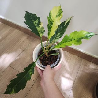 （分類：）位於 。 由 chanckm88 提交（商品編號 1398986501，圖片 1）。簡介： 。