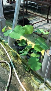 (Category: ) located in . Submitted by sawadeeplant (Listing ID 1398932613, Image 1). Description: .