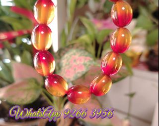 全新品 原產地 伊朗 稀有 優質 15.5mm x 12.5mm 蘋果蜜蠟 手串一條 QB-82364213023181185110