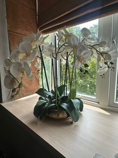 (Category: ) located in . Submitted by live_fish (Listing ID 1399078128, Image 1). Description: .