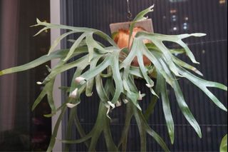 （分類：）位於 。 由 lap.greenspace 提交（商品編號 1395969751，圖片 1）。簡介： 。