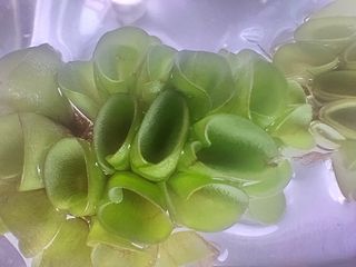 （分類：）位於 。 由 best_finding 提交（商品編號 1399284617，圖片 1）。簡介： 。