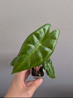 (Category: ) located in . Submitted by toto.leaf (Listing ID 1399378253, Image 1). Description: .