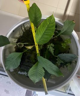 (Category: ) located in . Submitted by plantedtanker (Listing ID 1399365094, Image 1). Description: .
