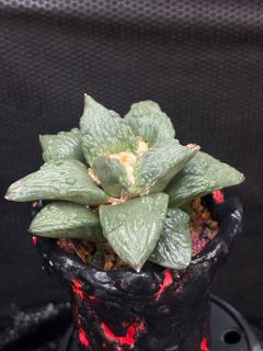 (Category: ) located in . Submitted by polybaggardener (Listing ID 1399242885, Image 1). Description: .
