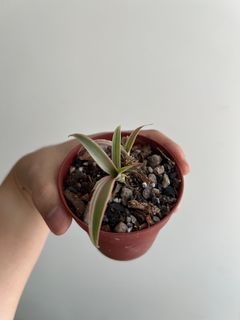 (Category: ) located in . Submitted by shandysojusake (Listing ID 1399259750, Image 1). Description: .