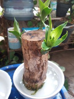 (Kategori: ) berada di . Dikirim oleh daeng7 (ID iklan 1399287785, Gambar 1). Deskripsi: .
