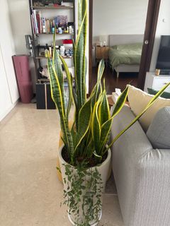 (Category: ) located in . Submitted by mauricion (Listing ID 1399346052, Image 1). Description: .