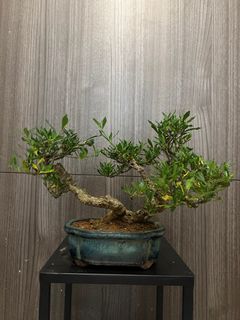 （分類：）位於 。 由 erncth 提交（商品編號 1399562545，圖片 1）。簡介： 。