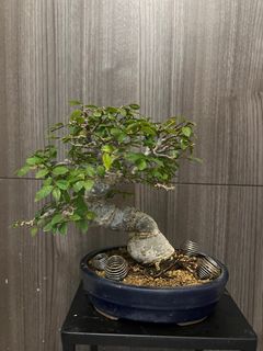 （分類：）位於 。 由 erncth 提交（商品編號 1399561613，圖片 1）。簡介： 。