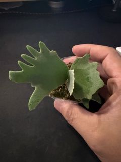 （分類：）位於 。 由 _cray_ 提交（商品編號 1399621495，圖片 1）。簡介： 。