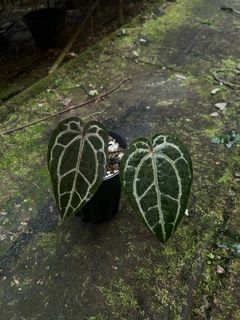 (Category: ) located in . Submitted by rootsingarden (Listing ID 1399548208, Image 1). Description: .