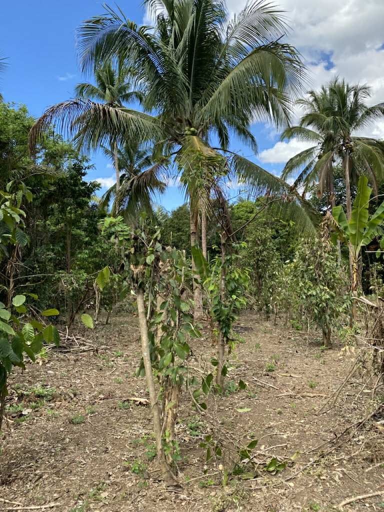 For Sale Farm Lot (Category: Lot) located in Taguig. Submitted by ariel.m.cruz.13 (Listing ID 1399587508, Image 2). Description: 📍Location: Kaytitinga 1, Alfonso Cavite •Lot Area: 2016 sqm •Floor Area: 50sqm semi concrete •Status: Titled •Frontage: 30.74m -along brgy cemented road - House * with 2 bedrooms & 2 toilet and bath * metered water & electricity available. For price and other inquiries, pls directly contact through mobile 0917 582 4551