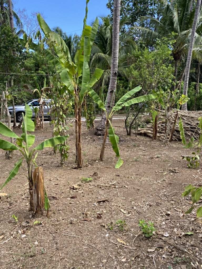 For Sale Farm Lot (Category: Lot) located in Taguig. Submitted by ariel.m.cruz.13 (Listing ID 1399587508, Image 3). Description: 📍Location: Kaytitinga 1, Alfonso Cavite •Lot Area: 2016 sqm •Floor Area: 50sqm semi concrete •Status: Titled •Frontage: 30.74m -along brgy cemented road - House * with 2 bedrooms & 2 toilet and bath * metered water & electricity available. For price and other inquiries, pls directly contact through mobile 0917 582 4551