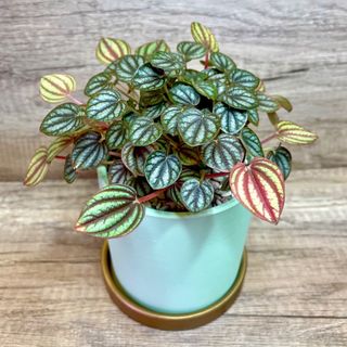 (Category: ) located in . Submitted by lushglassdoor (Listing ID 1399563235, Image 1). Description: .