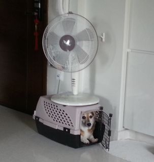 (Category: ) located in . Submitted by springapore (Listing ID 1399457812, Image 1). Description: .