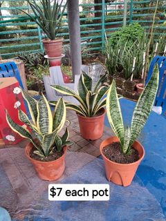 (Category: ) located in . Submitted by aloegreen (Listing ID 1399576092, Image 1). Description: .