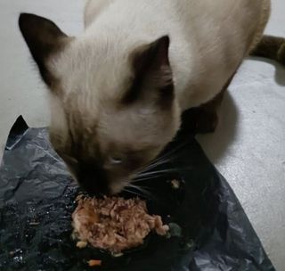 (Category: ) located in . Submitted by happytailsfurever (Listing ID 1399502940, Image 1). Description: .