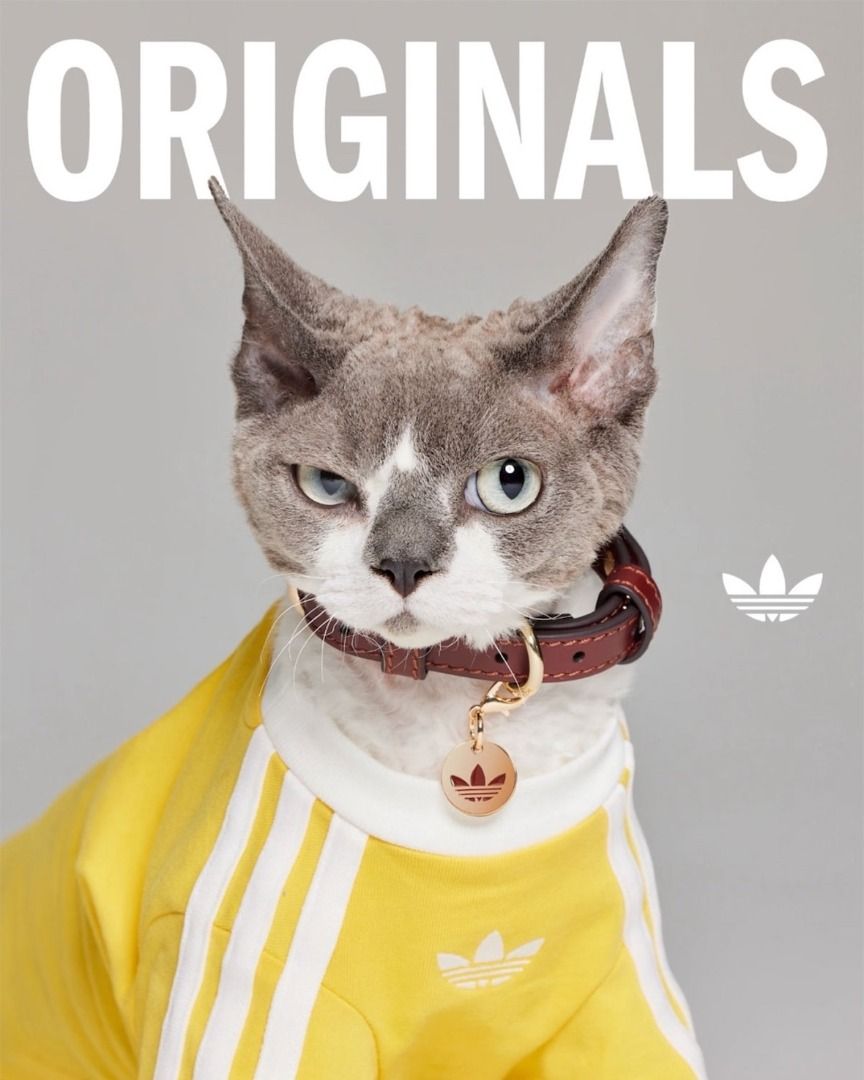 Adidas Pet Collection Dog Cat Clothes (Category: Homes & Other Pet Accessories) located in Makati City. Submitted by pulsepop.ph (Listing ID 1399676185, Image 2). Description: XS-2XL Move over humans, the adidas Originals pet collection is here—and it’s drippier than your average streetwear drop. Yes, you heard that right..