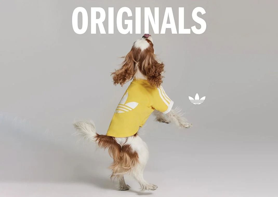 Adidas Pet Collection Dog Cat Clothes (Category: Homes & Other Pet Accessories) located in Makati City. Submitted by pulsepop.ph (Listing ID 1399676185, Image 3). Description: XS-2XL Move over humans, the adidas Originals pet collection is here—and it’s drippier than your average streetwear drop. Yes, you heard that right..