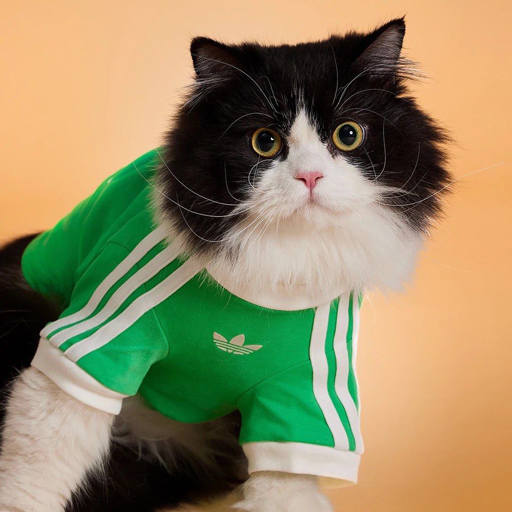 Adidas Pet Collection Dog Cat Clothes (Category: Homes & Other Pet Accessories) located in Makati City. Submitted by pulsepop.ph (Listing ID 1399678338, Image 1). Description: XS-2XL Move over humans, the adidas Originals pet collection is here—and it’s drippier than your average streetwear drop. Yes, you heard that right..