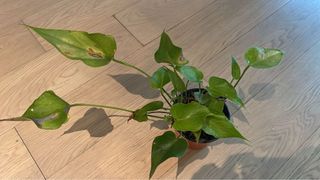 （分類：）位於 。 由 jacksparrow111 提交（商品編號 1399648944，圖片 1）。簡介： 。