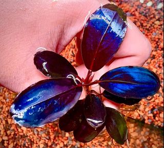 100+ Bucephalandra For Sale | Gardening | Carousell Singapore