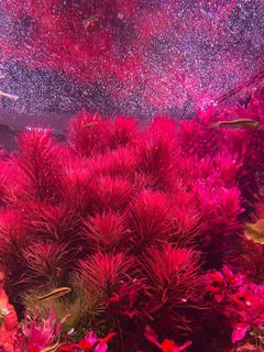 (Category: ) located in . Submitted by aquaticplants (Listing ID 1399994685, Image 1). Description: .