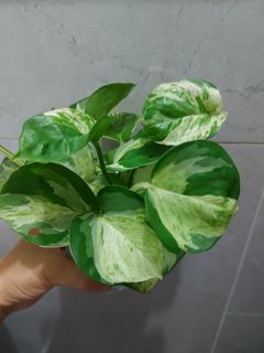 （分類：）位於 。 由 leekingyin7 提交（商品編號 1399986579，圖片 1）。簡介： 。