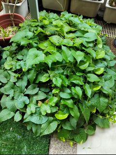 (Category: ) located in . Submitted by ghseller2021 (Listing ID 1399838562, Image 1). Description: .