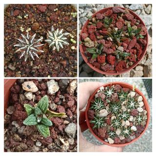 (Category: ) located in . Submitted by midnight_garden (Listing ID 1398019022, Image 1). Description: .