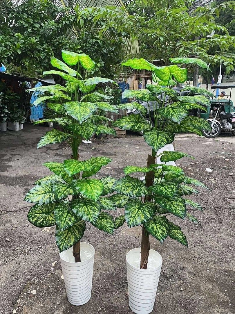 Artificial plant (Category: Plants & Seeds) located in Manila. Submitted by dolorchris69891 (Listing ID 1399879510, Image 2). Description: Artificial plant 2ft -950 👉 5ft -1850.