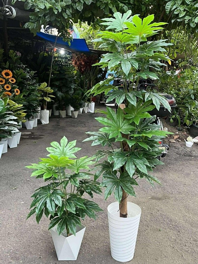 Artificial plant (Category: Plants & Seeds) located in Manila. Submitted by dolorchris69891 (Listing ID 1399879510, Image 3). Description: Artificial plant 2ft -950 👉 5ft -1850.
